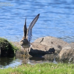 Calidris acuminata (Sharp-tailed Sandpiper) at Milton, NSW - 23 Mar 2015 by CharlesDove