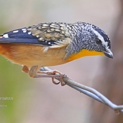 Pardalotus punctatus (Spotted Pardalote) at Lake Conjola, NSW - 21 Mar 2015 by CharlesDove