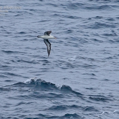 Thalassarche melanophris (Black-browed Albatross) at Ulladulla, NSW - 21 Mar 2015 by CharlesDove