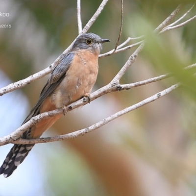 Cacomantis flabelliformis (Fan-tailed Cuckoo) at Lake Conjola, NSW - 21 Mar 2015 by CharlesDove