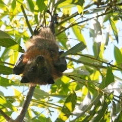 Pteropus poliocephalus (Grey-headed Flying-fox) at Narrawallee Creek Nature Reserve - 19 Mar 2015 by CharlesDove