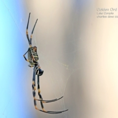 Nephila plumipes (Humped golden orb-weaver) at Lake Conjola, NSW - 19 Mar 2015 by CharlesDove