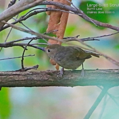 Sericornis magnirostra (Large-billed Scrubwren) at Burrill Lake, NSW - 16 Mar 2015 by CharlesDove