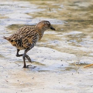 Gallirallus philippensis at Burrill Lake, NSW - 12 Mar 2015 12:00 AM