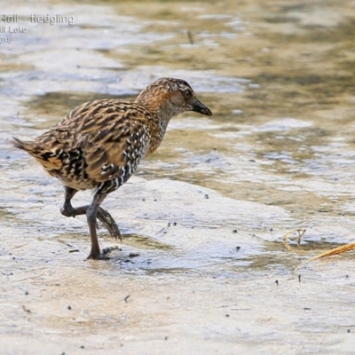 Gallirallus philippensis (Buff-banded Rail) at Burrill Lake, NSW - 11 Mar 2015 by CharlesDove