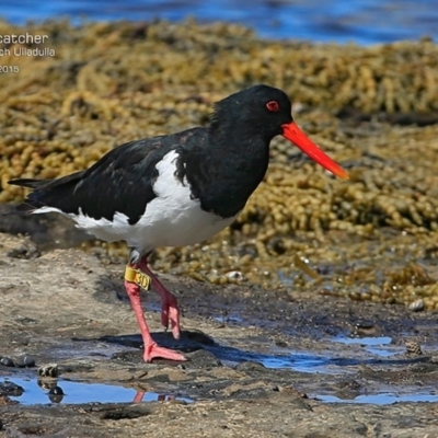 Haematopus longirostris (Australian Pied Oystercatcher) at South Pacific Heathland Reserve - 12 Mar 2015 by CharlesDove