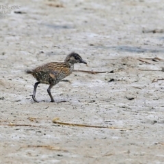 Gallirallus philippensis (Buff-banded Rail) at Burrill Lake, NSW - 2 Mar 2015 by CharlesDove