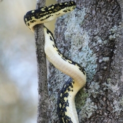 Morelia spilota spilota (Diamond Python) at Lake Conjola, NSW - 4 Mar 2015 by CharlesDove