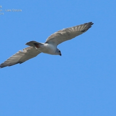 Tachyspiza novaehollandiae (Grey Goshawk) at Narrawallee Creek Nature Reserve - 3 Mar 2015 by Charles Dove