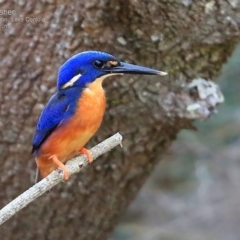 Ceyx azureus (Azure Kingfisher) at Lake Conjola, NSW - 28 Feb 2015 by CharlesDove