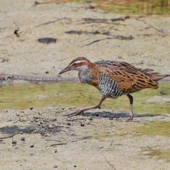 Gallirallus philippensis (Buff-banded Rail) at Burrill Lake, NSW - 25 Feb 2015 by CharlesDove