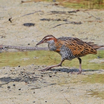 Gallirallus philippensis (Buff-banded Rail) at Burrill Lake, NSW - 25 Feb 2015 by CharlesDove