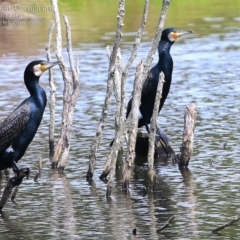 Phalacrocorax carbo (Great Cormorant) at Burrill Lake, NSW - 25 Feb 2015 by Charles Dove