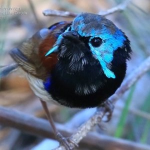 Malurus lamberti at Lake Conjola, NSW - 28 Feb 2015 12:00 AM