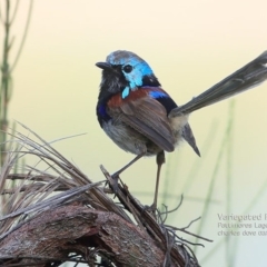 Malurus lamberti at Lake Conjola, NSW - 28 Feb 2015 12:00 AM