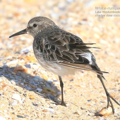 Calidris fuscicollis (White-rumped Sandpiper) at Jervis Bay National Park - 26 Feb 2015 by CharlesDove