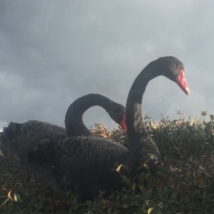 Cygnus atratus at Parkes, ACT - 6 Jul 2018 09:15 AM