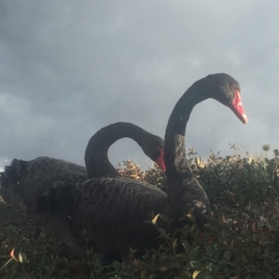 Cygnus atratus (Black Swan) at Parkes, ACT - 5 Jul 2018 by JanetRussell