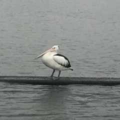 Pelecanus conspicillatus (Australian Pelican) at Canberra, ACT - 6 Jul 2018 by JanetRussell