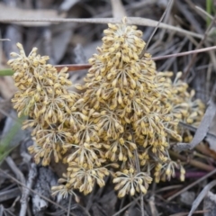 Lomandra multiflora (Many-flowered Matrush) at Michelago, NSW - 6 Nov 2010 by Illilanga