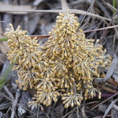 Lomandra multiflora (Many-flowered Matrush) at Michelago, NSW - 6 Nov 2010 by Illilanga