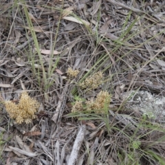 Lomandra multiflora at Illilanga & Baroona - 6 Nov 2010 06:06 PM