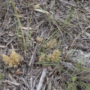 Lomandra multiflora at Illilanga & Baroona - 6 Nov 2010 06:06 PM