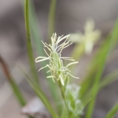 Carex breviculmis (Short-Stem Sedge) at Michelago, NSW - 27 Sep 2010 by Illilanga