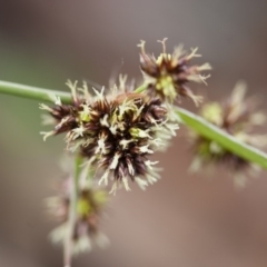 Luzula densiflora (Dense Wood-rush) at Michelago, NSW - 27 Sep 2010 by Illilanga