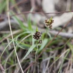 Luzula densiflora at Illilanga & Baroona - 27 Sep 2010