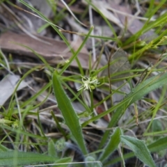 Carex breviculmis (Short-Stem Sedge) at Michelago, NSW - 9 Oct 2016 by Illilanga