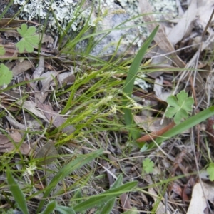 Carex breviculmis at Illilanga & Baroona - 9 Oct 2016