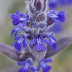 Ajuga australis (Austral Bugle) at Michelago, NSW - 30 Oct 2009 by Illilanga