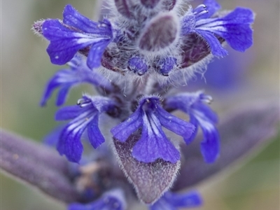 Ajuga australis (Austral Bugle) at Michelago, NSW - 30 Oct 2009 by Illilanga