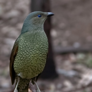 Ptilonorhynchus violaceus at Hughes, ACT - 6 Jul 2018