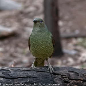 Ptilonorhynchus violaceus at Hughes, ACT - 6 Jul 2018