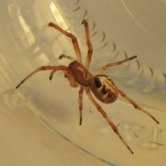 Phonognatha graeffei (Leaf Curling Spider) at Conder, ACT - 9 Mar 2018 by michaelb