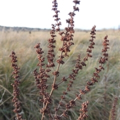 Rumex conglomeratus at Fyshwick, ACT - 20 Jun 2018 06:14 PM