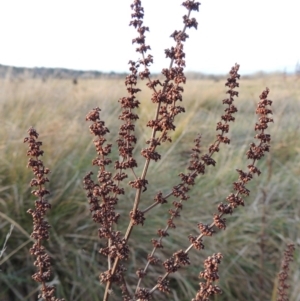 Rumex conglomeratus at Fyshwick, ACT - 20 Jun 2018