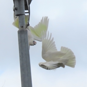 Cacatua sanguinea at Narrabundah, ACT - 6 Jul 2018 10:22 AM