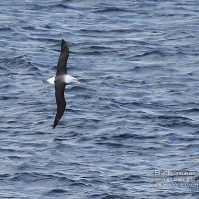 Thalassarche melanophris (Black-browed Albatross) at Ulladulla, NSW - 26 Jul 2015 by CharlesDove