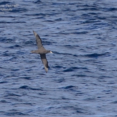 Macronectes giganteus (Southern Giant-Petrel) at Ulladulla, NSW - 25 Jul 2015 by Charles Dove