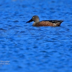 Spatula rhynchotis (Australasian Shoveler) at Milton, NSW - 26 Jul 2015 by Charles Dove