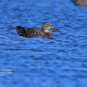 Spatula rhynchotis at Milton, NSW - 27 Jul 2015 12:00 AM