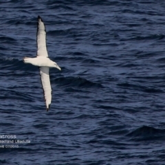 Thalassarche cauta (Shy Albatross) at Ulladulla, NSW - 25 Jul 2015 by Charles Dove