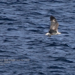 Haliaeetus leucogaster (White-bellied Sea-Eagle) at Ulladulla, NSW - 26 Jul 2015 by CharlesDove