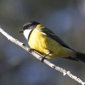 Pachycephala pectoralis at Belconnen, ACT - 5 Jul 2018