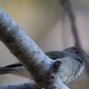 Pachycephala pectoralis at Belconnen, ACT - 5 Jul 2018