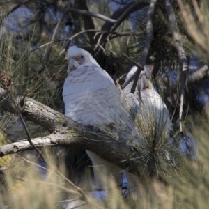 Cacatua sanguinea at Belconnen, ACT - 5 Jul 2018