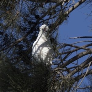 Cacatua sanguinea at Belconnen, ACT - 5 Jul 2018